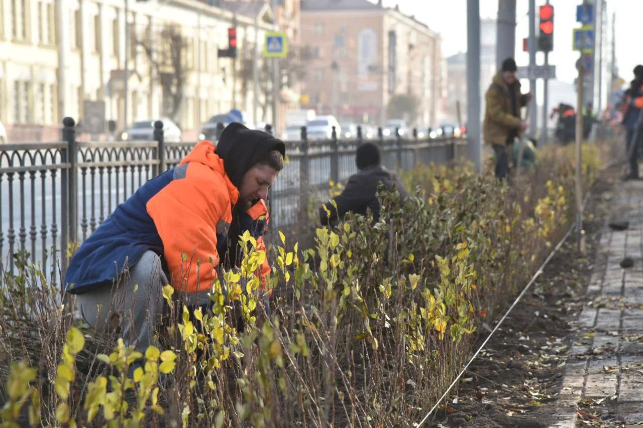 В Омске на проспекте Карла Маркса высадили около 3 500 кустов кизильника