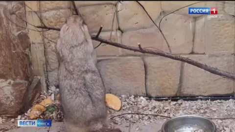 В Омской области лесные обитатели начали усердно готовиться к зиме