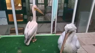 В Омском зоопарке рассказали о шалостях пеликанов