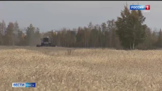 В Омске отмечают самую высокую урожайность более чем за 100 лет