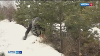 Аномальное тепло в Омске не помешает заготовке хвойных деревьев к Новому году