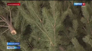 В Омской области поймали водителя с нелегальным атрибутом Нового года