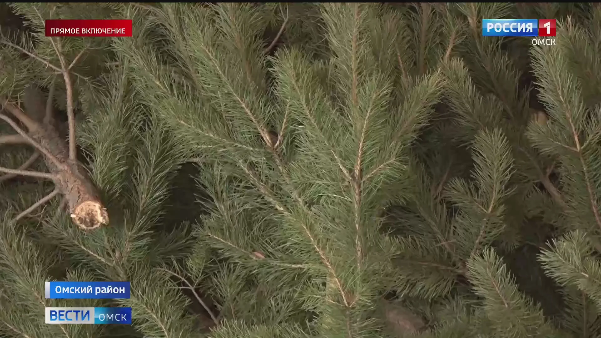 В Омской области поймали водителя с нелегальным атрибутом Нового года