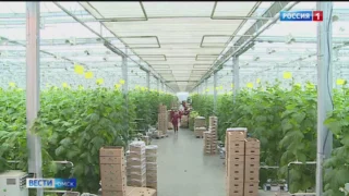 В селе Лузино приступили к строительству самого большого в регионе тепличного комплекса