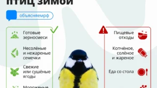 Специалисты рассказали, чем можно кормить птиц