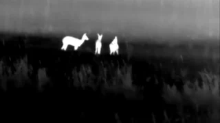 В Омской области инспектор показал ночную жизнь лесных обитателей