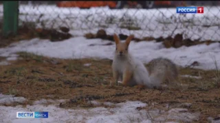 В Омске на этой неделе может быть побит столетний температурный рекорд ноября