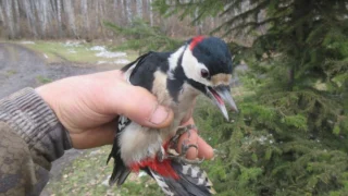 В Омской области инспектор спас дятла, запутавшегося в нитке
