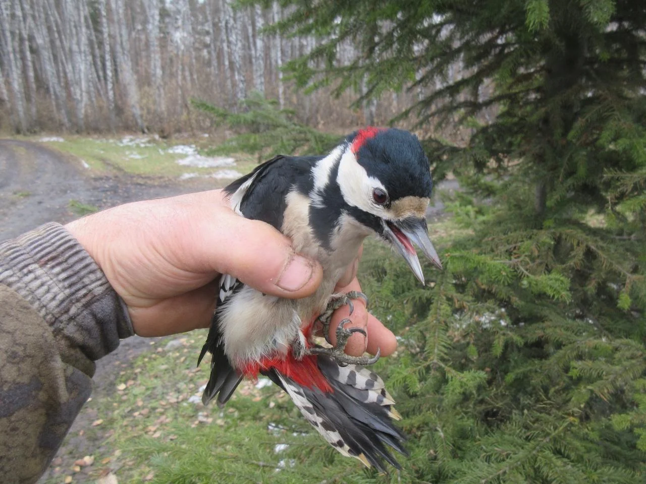 В Омской области инспектор спас дятла, запутавшегося в нитке