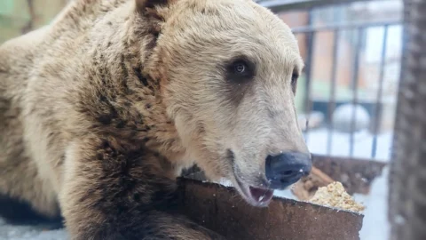 Девочки-медведицы из омского Большереченского зоопарка ушли в спячку