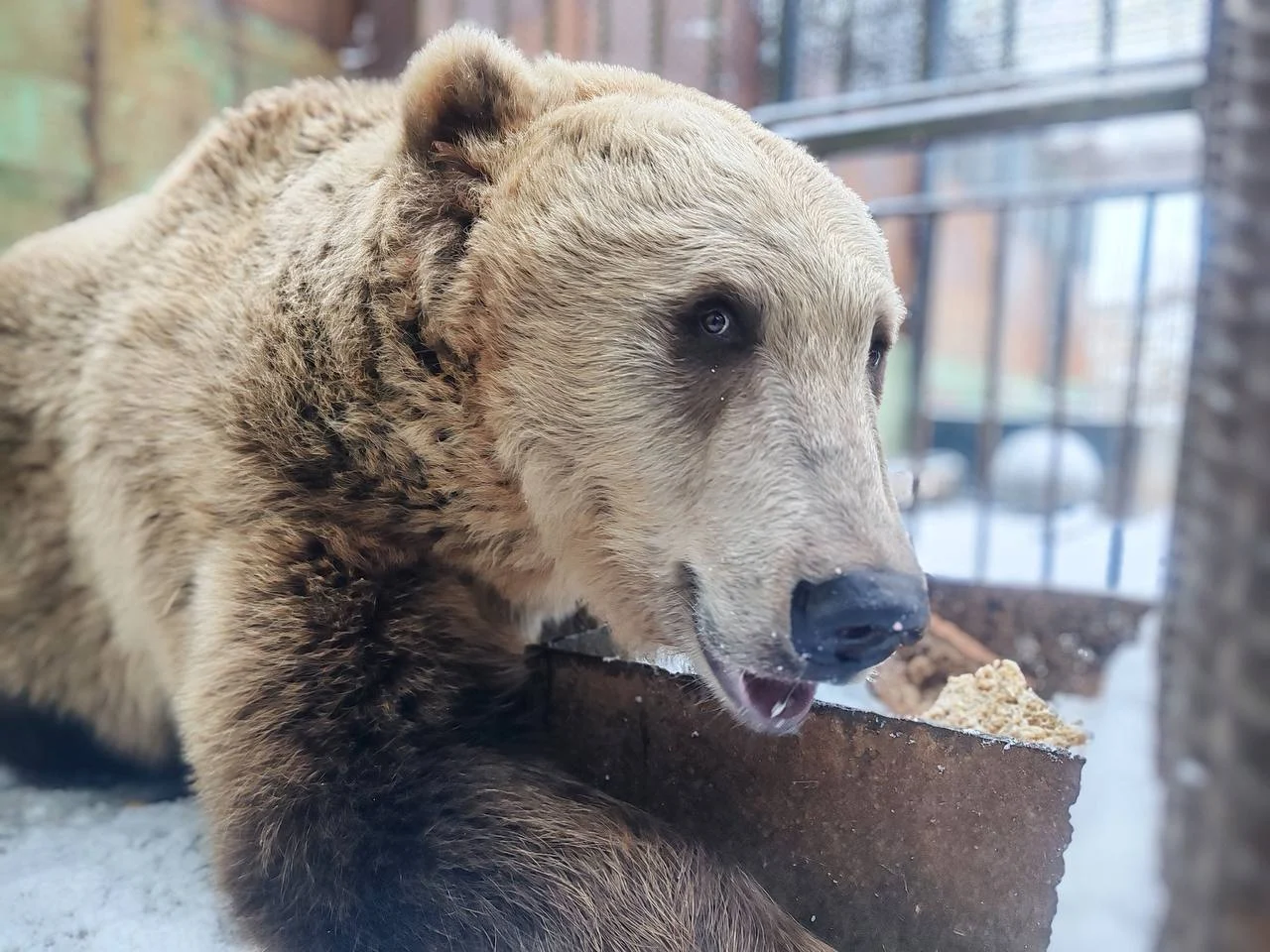 Девочки-медведицы из омского Большереченского зоопарка ушли в спячку