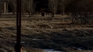 Омичи заметили в Птичьей гавани лису