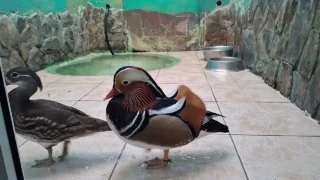 Селезень Мандарин из Омского зоопарка примерил новый «костюм»