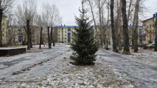 В Омске высадили шестиметровую ель в сквере имени Бориса Суворова