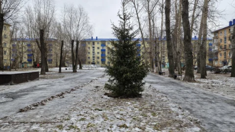 В Омске высадили шестиметровую ель в сквере имени Бориса Суворова