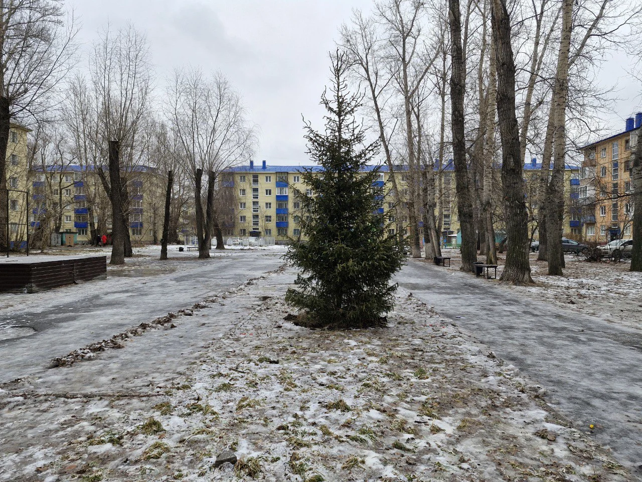 В Омске высадили шестиметровую ель в сквере имени Бориса Суворова