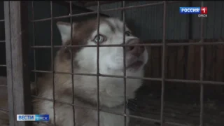 В Омске спасли хаски, которую бросили хозяева