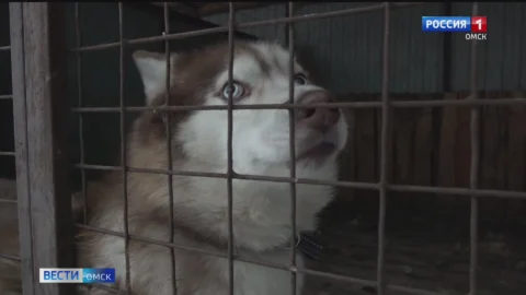 В Омске спасли хаски, которую бросили хозяева