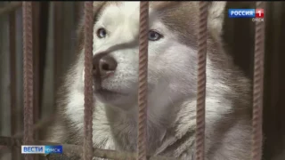 Омичи всё чаще становятся заложниками собак