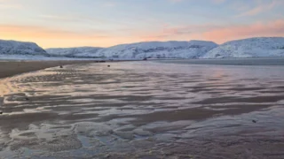 В Мурманской области спасли маленького тюленя