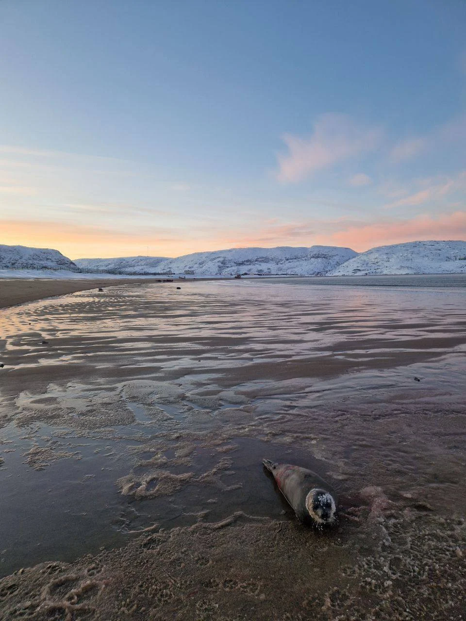 В Мурманской области спасли маленького тюленя