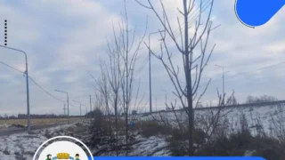 В Омске продолжается высадка деревьев