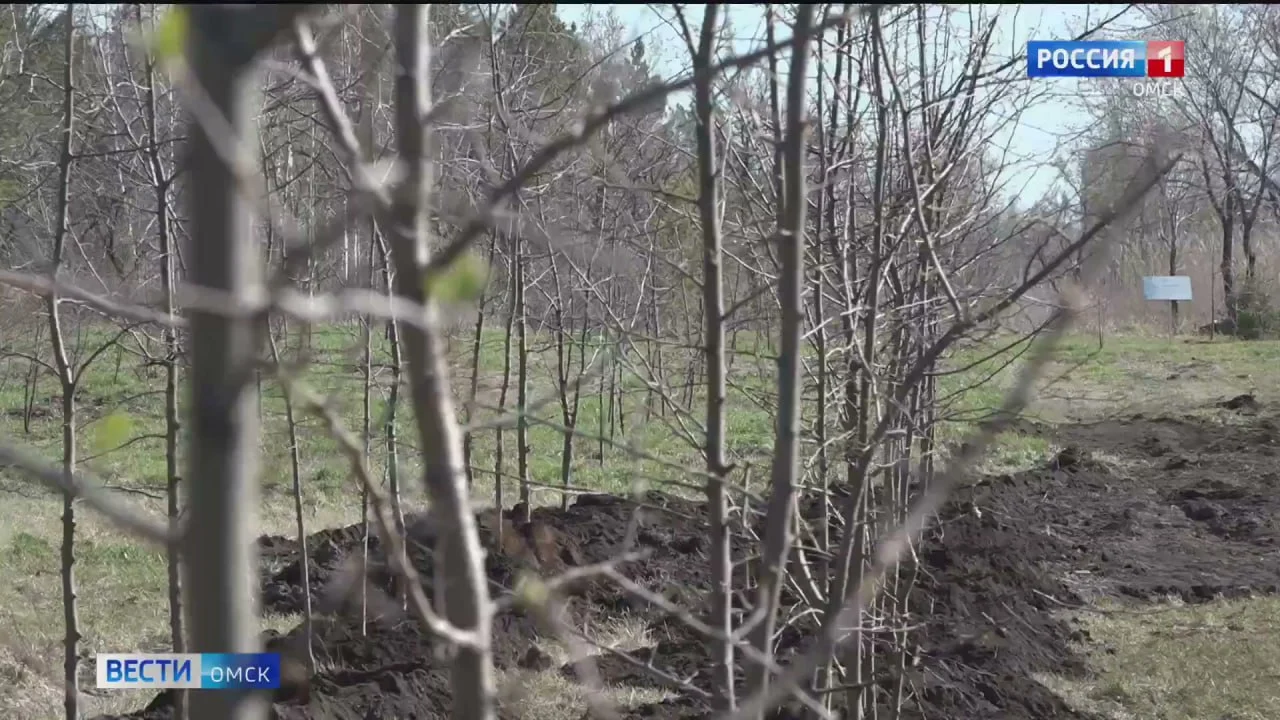 В Омске продолжается озеленение