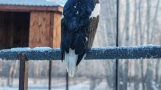 В Большереченском зоопарке орланы внимательно относятся к посетителям