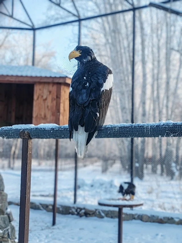 В Большереченском зоопарке орланы внимательно относятся к посетителям