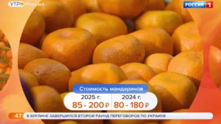 В предновогодний период мандарины стали доступнее