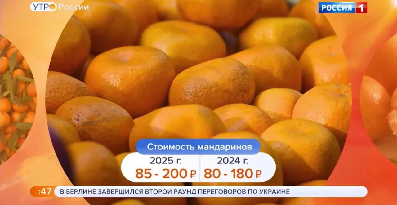 В предновогодний период мандарины стали доступнее