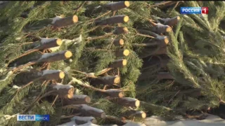 В Омске продолжают работать предновогодние ёлочные базары на муниципальных рынках