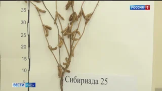 В Алтайском крае омскому учёному-селекционеру Акимбеку Асанову вручили высокую награду