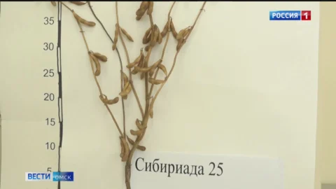 В Алтайском крае омскому учёному-селекционеру Акимбеку Асанову вручили высокую награду