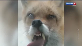 В Омской области участились случаи выявления бешенства у диких животных