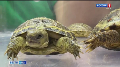 В омском зоопарке в преддверии Нового года случилось пополнение