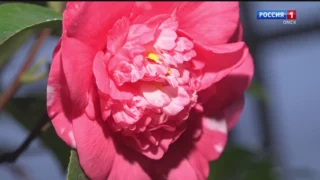 Камелия японская расцвела в оранжереях омского детского экоцентра