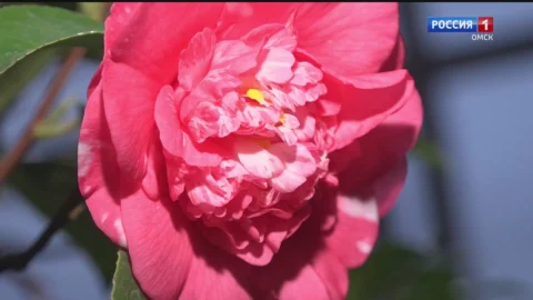 Камелия японская расцвела в оранжереях омского детского экоцентра