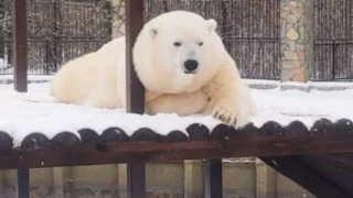 В Большереченском зоопарке показали, как одета царица снегов
