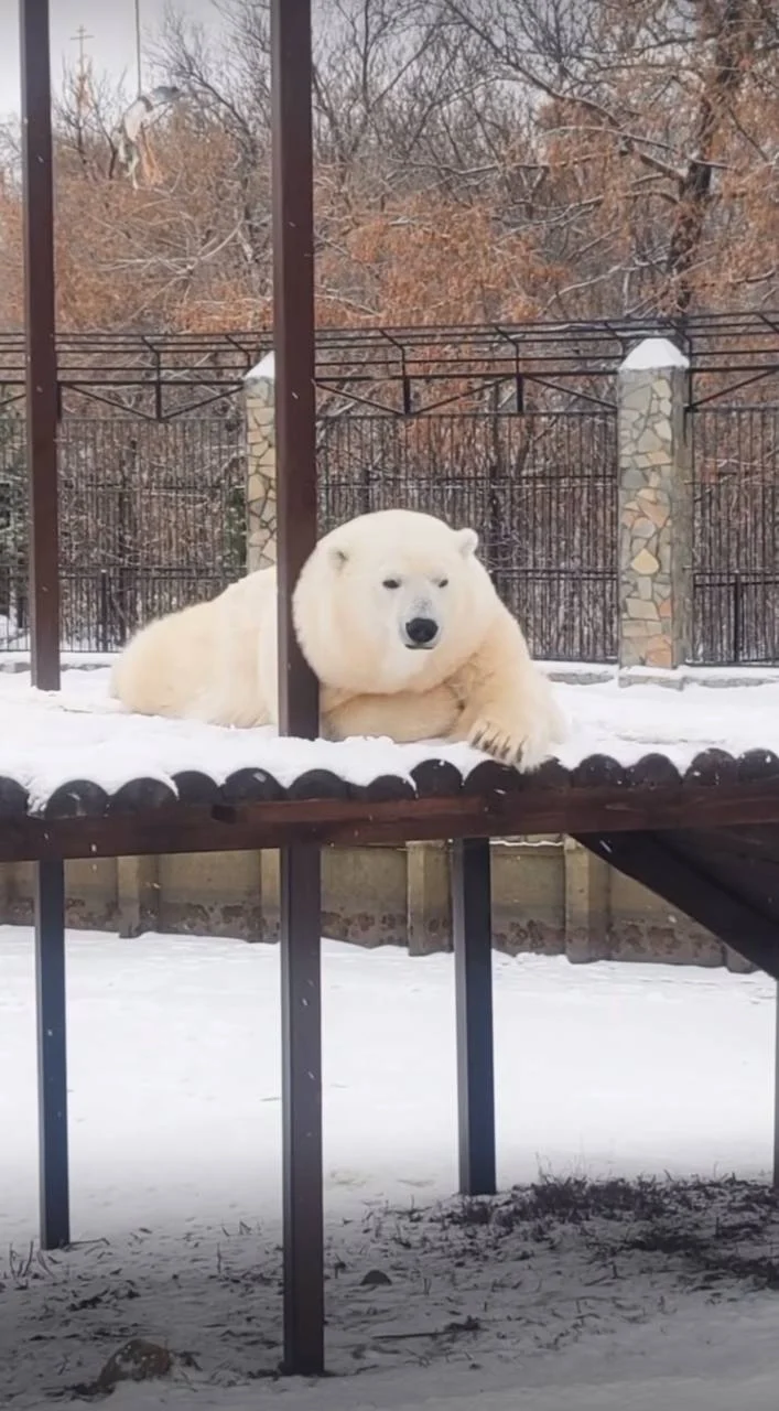 В Большереченском зоопарке показали, как одета царица снегов