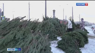 Омичей призвали не заниматься незаконной вырубкой новогодних ёлок