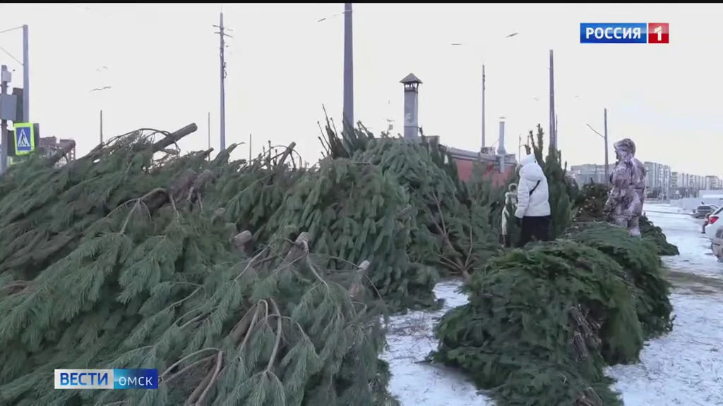 Омичей призвали не заниматься незаконной вырубкой новогодних ёлок