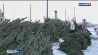 В Омске начали массово открываться ёлочные базары