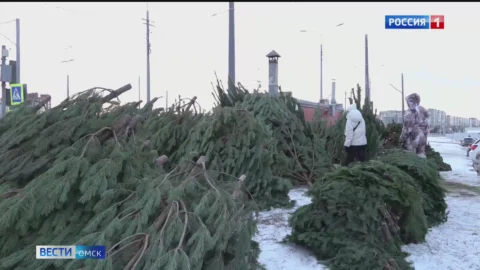 В Омске начали массово открываться ёлочные базары