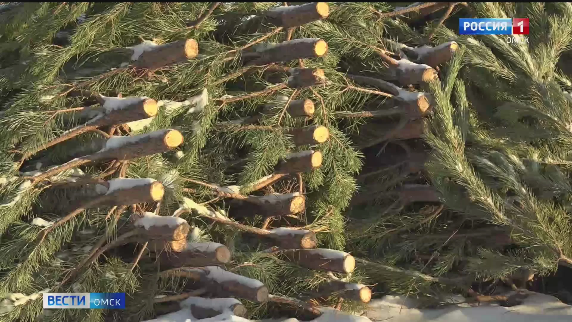 В Омске завершается приём заявок от участников регионального этапа Всероссийского конкурса «Ёлки России»