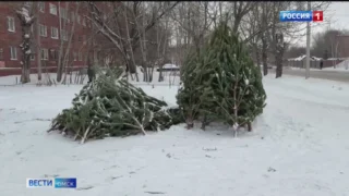 В Омске усиливают контроль за торговлей новогодними елками