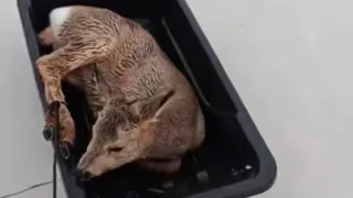 В Новосибирской области больше 300 косуль застряли на льду