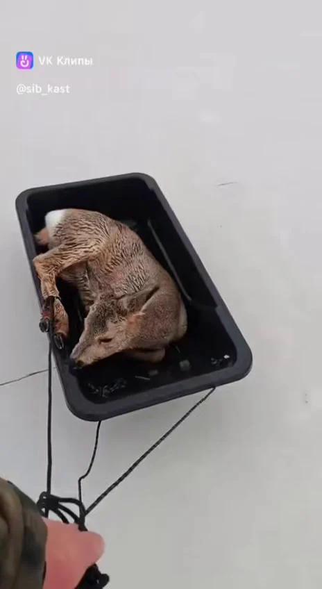 В Новосибирской области больше 300 косуль застряли на льду