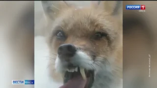 Сразу в двух районах Омской области из-за бешенства диких лисиц объявлен карантин