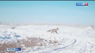 В Омске начали вакцинировать диких зверей